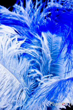 Struisvogel - 30-40 cm - lagune-blauw